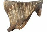 Lower Jaw, P Juvenile Mammoth Molar - Siberia #206115-3